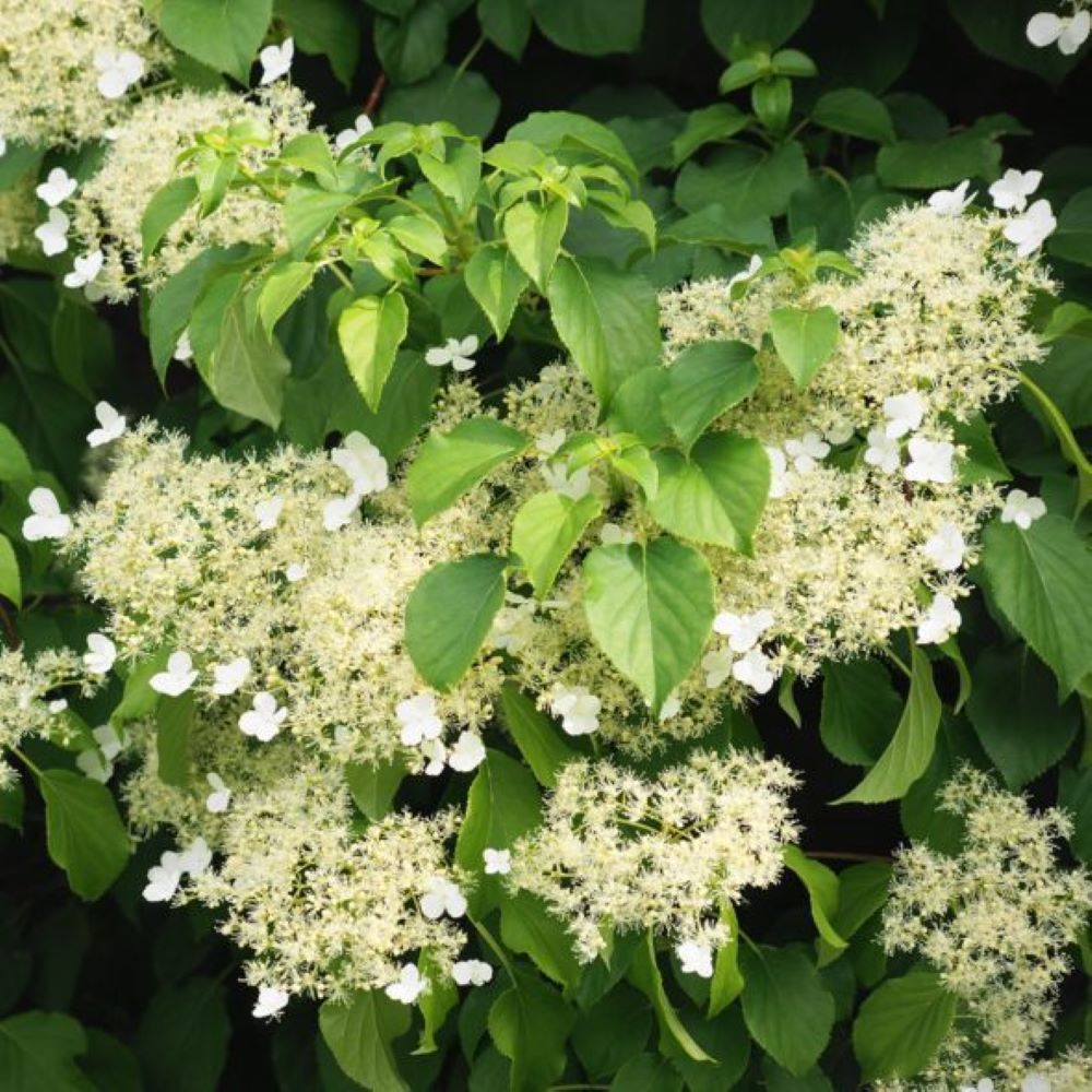 Bahçevilya Sarmaşık Ortanca (Hydrangea petiolaris) Fidanı 1-2 yaş arası saksılı - Bahçevilya