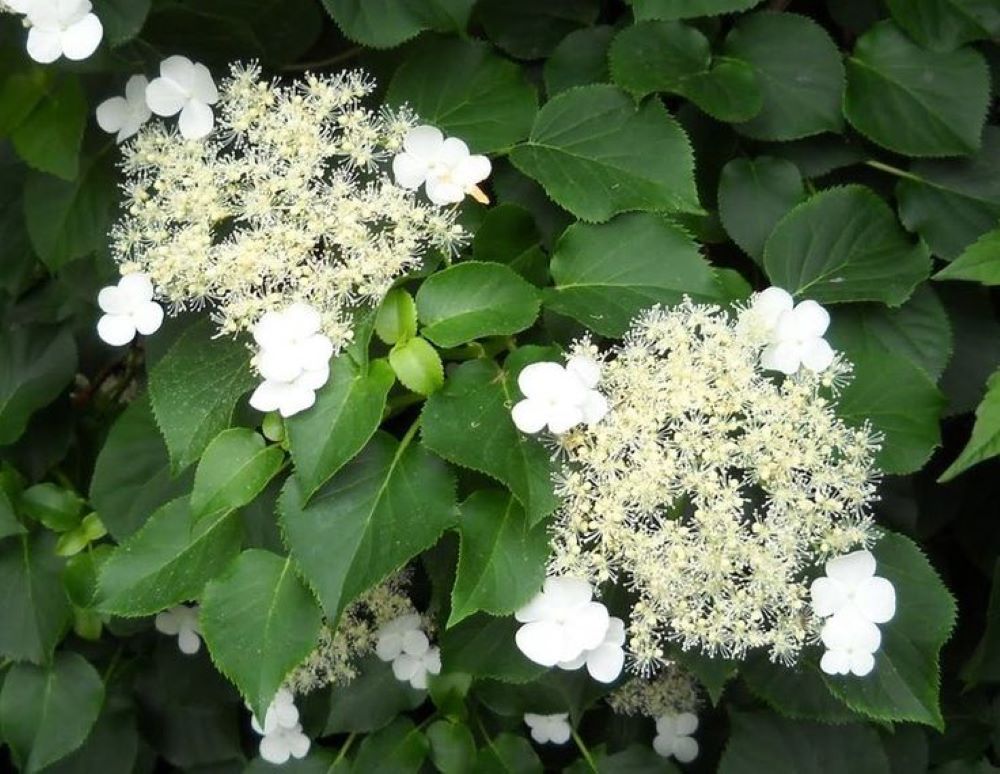 Bahçevilya Sarmaşık Ortanca (Hydrangea petiolaris) Fidanı 1-2 yaş arası saksılı - Bahçevilya