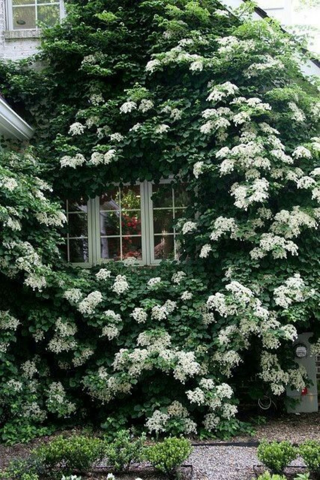 Bahçevilya Sarmaşık Ortanca (Hydrangea petiolaris) Fidanı 1-2 yaş arası saksılı - Bahçevilya