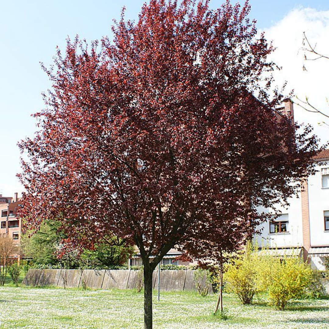 Bahçevilya Kırmızı Yapraklı Süs Eriği Fidanı (Prunus cerasifera 'Nigra') - 60-100 cm, Bahçenize Renk Katın - Bahçevilya