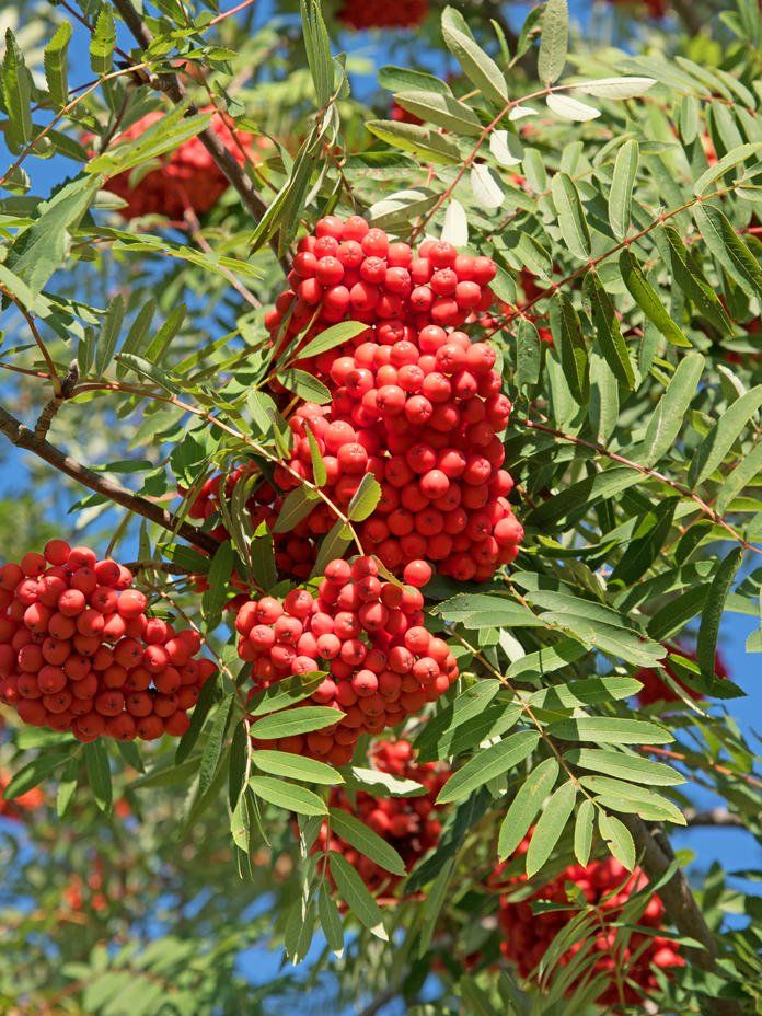 Bahçevilya Üvez Fidanı (Sorbus aucuparia) - 1-2 Yaş arası   60-80 cm boylarında Tüplü - Bahçevilya