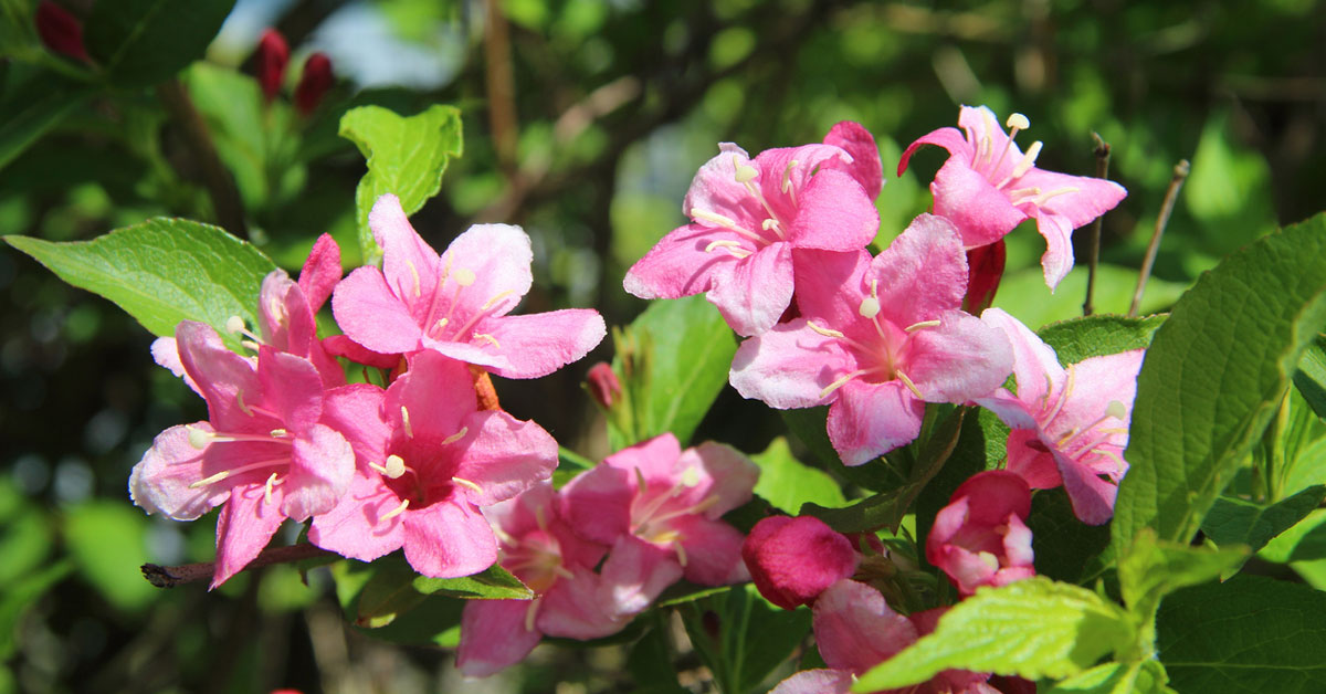 Bahçevilya Vangelya (Gelin Tacı - Spiraea vanhouttei) Fidanı 1-2 yaş arası tüplü - Bahçevilya