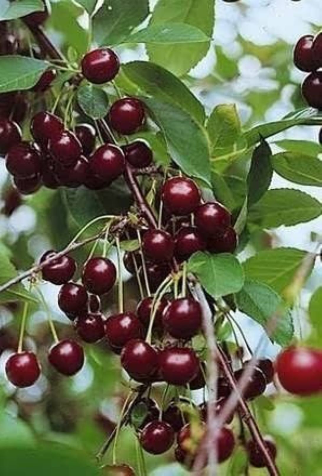 Bodur Vişne fidanı 1-2 yaş arası saksılı - Bahçevilya