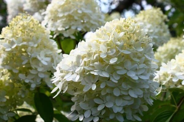 Beyaz Çiçekli Paniculata Ortanca Fidanı 1-2 yaş arası saksılı