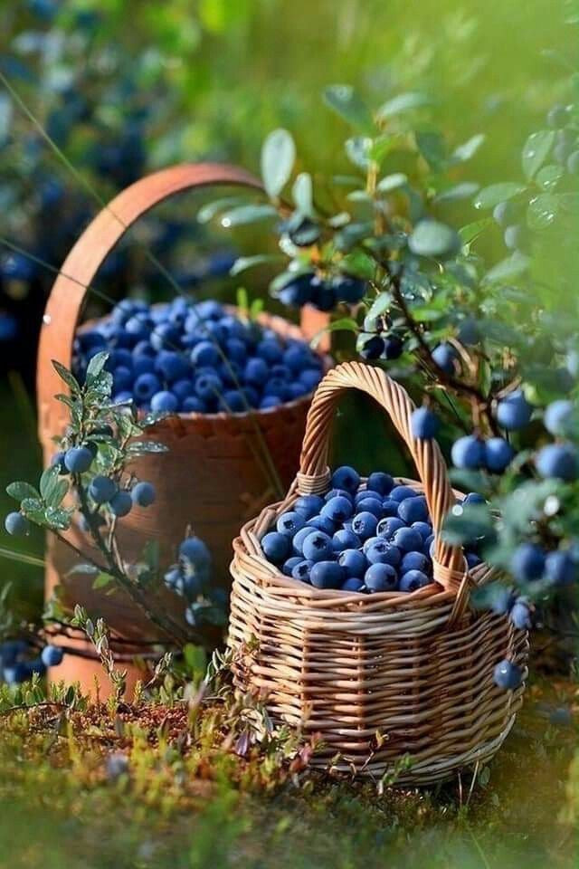Bahçevilya Yaban Mersini (Vaccinium corymbosum) Fidanı 1-2 yaş arası saksılı - Bahçevilya