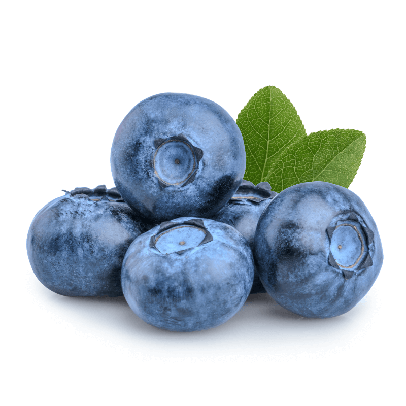 Bahçevilya Yaban Mersini (Vaccinium corymbosum) Fidanı 1-2 yaş arası saksılı - Bahçevilya