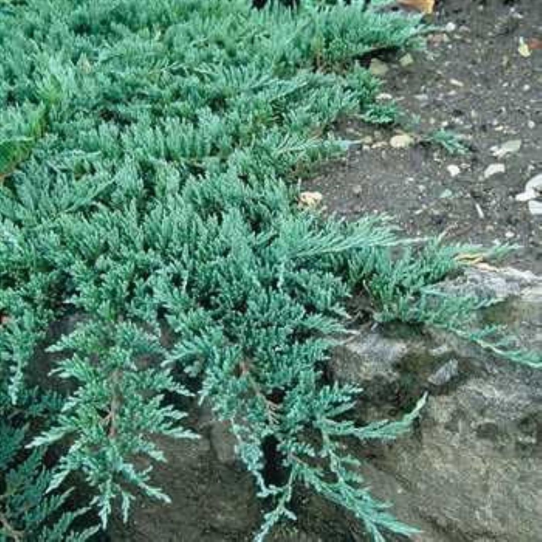 Bahçevilya Yayılıcı Ardıç (Juniperus) Fidanı - 50-70 cm Boyunda 1-2 yaş arası - Bahçevilya