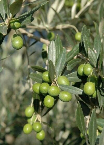 Bahçevilya Gemlik Zeytini Fidanı 40-50 cm boylarda 1-2 yaş arası saksılı - Bahçevilya