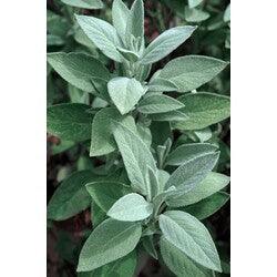 Bahçevilya Adaçayı ( salvia officinalis) 50 Adet Tohum - Bahçevilya