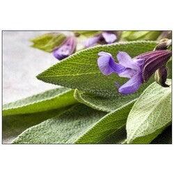 Bahçevilya Adaçayı ( salvia officinalis) 50 Adet Tohum - Bahçevilya