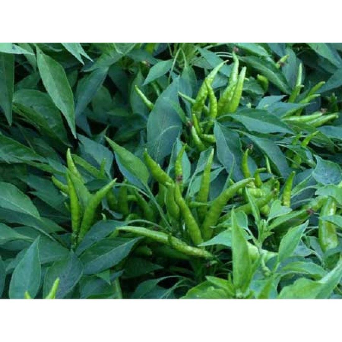 Bahçevilya Yukarıbakan CİN biber (250 ADET) - Bahçevilya