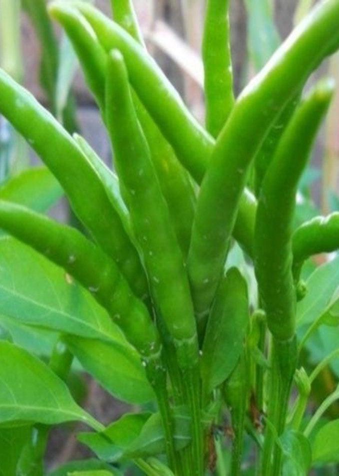 Bahçevilya Yukarıbakan CİN biber (250 ADET) - Bahçevilya