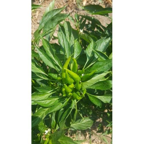 Bahçevilya Yukarıbakan CİN biber (250 ADET) - Bahçevilya