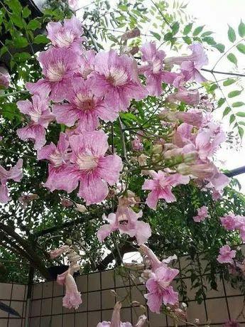 Bahçevilya Pembe Acem borusu sarmaşığı tohumu (5 adet) - Bahçevilya
