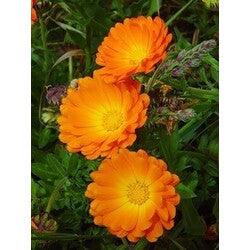 aynı safa nergiz (30 adet tohum) - Bahçevilya