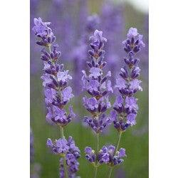 Bahçevilya Lavanta (Lavandula Angustifolia)20 Adet Tohum - Bahçevilya