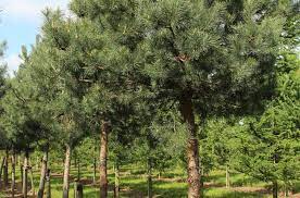 Bahçevilya Sarı çam fidanı 50 - 60 cm boy ( 3 Adet ) 1 - 2 Yaş arası tüplü - Bahçevilya