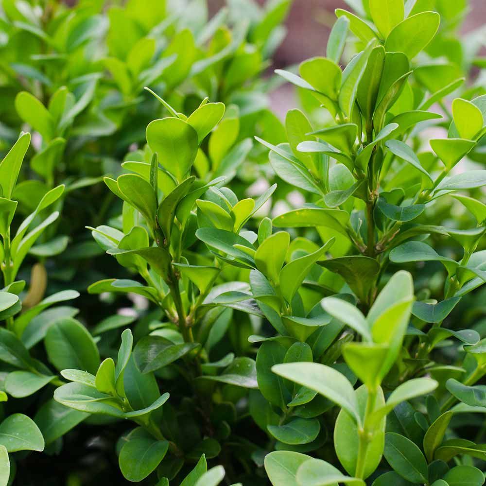 Bahçevilya Şimşir Fidanı 20 - 40 cm boylarda 1 - 2 Yaş arası tüplü - Bahçevilya