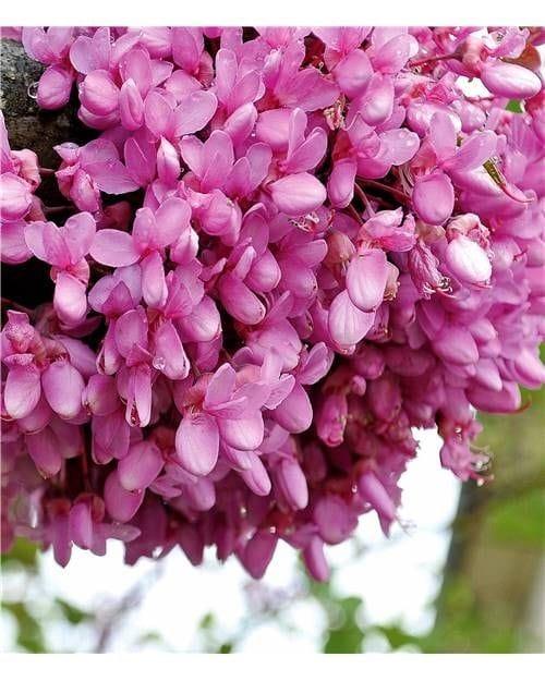 Bahçevilya Erguvan ağacı Tohumu (5 Tohum) - Bahçevilya