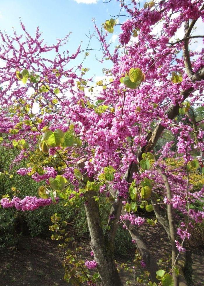 Bahçevilya Erguvan ağacı Tohumu (5 Tohum) - Bahçevilya