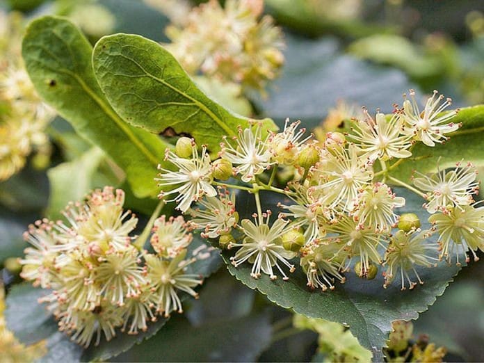 Bahçevilya Ihlamur fidanı 60 - 80 cm boy ( 2 Adet ) 1-2 yaş arası tüplü - Bahçevilya