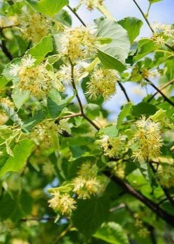 Bahçevilya Ihlamur fidanı 60 - 80 cm boy ( 2 Adet ) 1-2 yaş arası tüplü - Bahçevilya