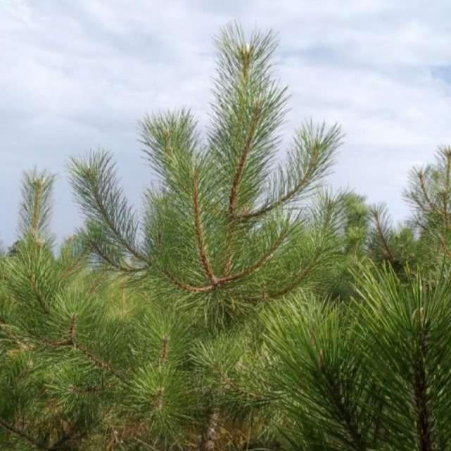 Bahçevilya Kara Çam fidanı 50- 60 cm Boy ( 2 Adet ) 1-2 yaş arası tüplü - Bahçevilya