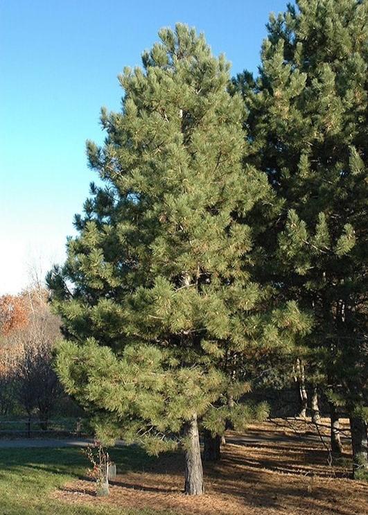 Bahçevilya Kara Çam fidanı 50- 60 cm Boy ( 2 Adet ) 1-2 yaş arası tüplü - Bahçevilya