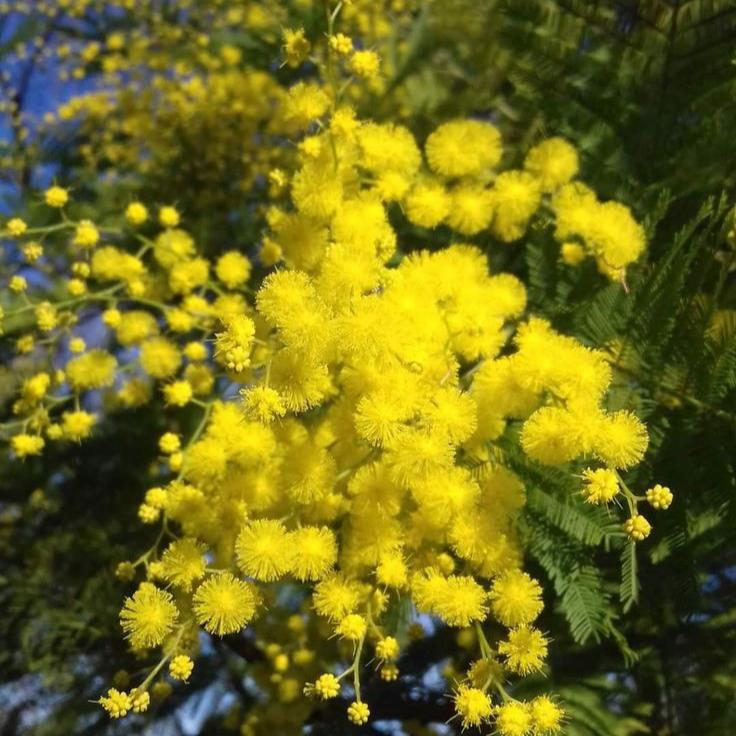 Bahçevilya Mimoza ağaç fidanı 1-2 yaş arası tüplü - Bahçevilya