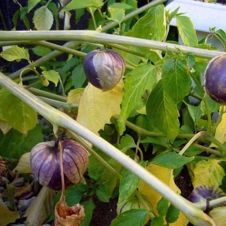 Bahçevilya Mor çilek tohumu (5 tohum) - Bahçevilya