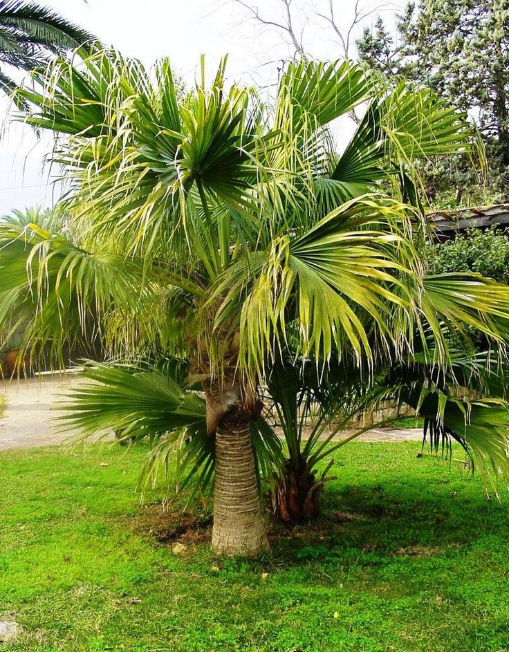 Bahçevilya Palmiye Ağacı fidanı tüplü 1-2 yaş arası tüplü - Bahçevilya