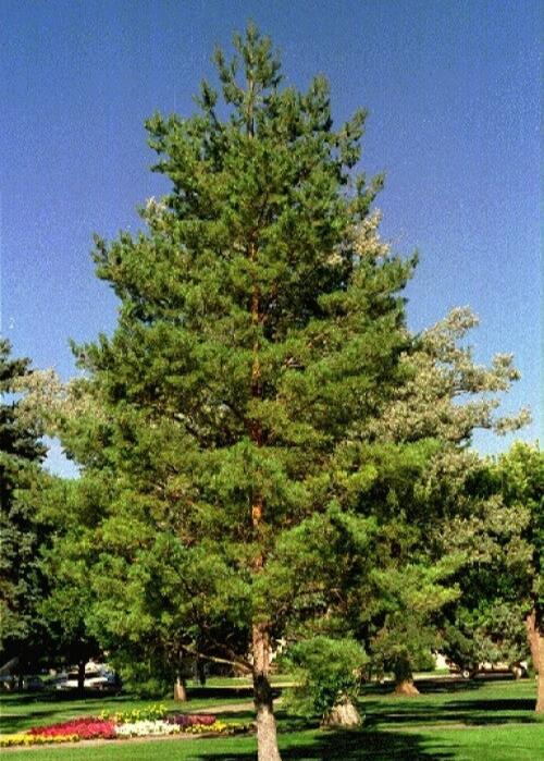 Bahçevilya Sarı çam fidanı 50 - 60 cm boy ( 2 Adet ) 1-2 Yaş arası  tüplü - Bahçevilya