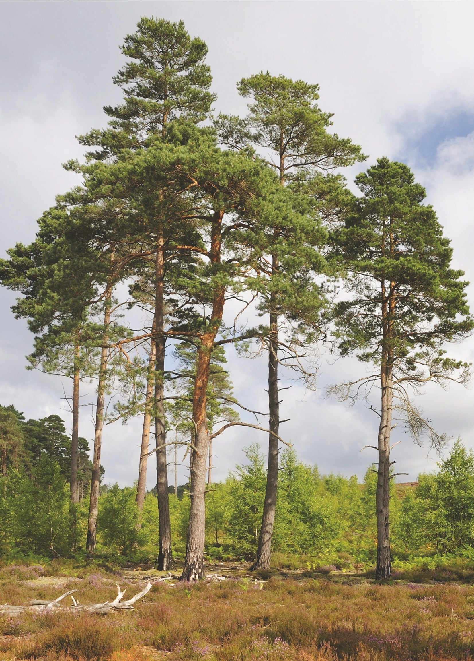 Bahçevilya Sarı çam fidanı 50 - 60 cm boy ( 2 Adet ) 1-2 Yaş arası  tüplü - Bahçevilya