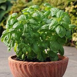 Bahçevilya Top fesleğen (100 adet tohum) - Bahçevilya