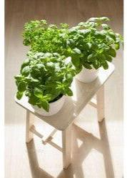 Bahçevilya Top fesleğen (100 adet tohum) - Bahçevilya