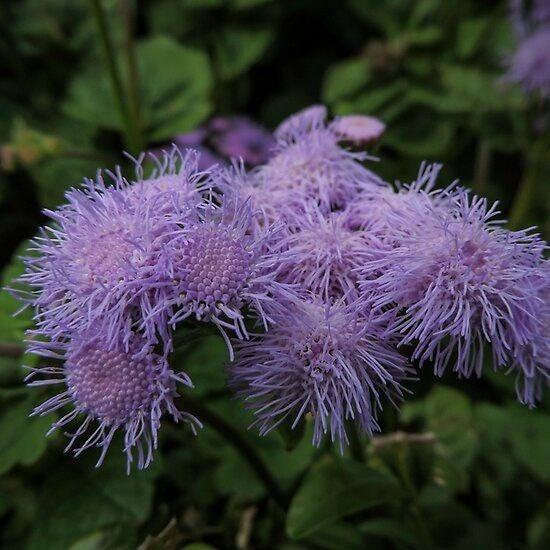 Bahçevilya Vapur Dumanı (30 adet tohum) - Bahçevilya