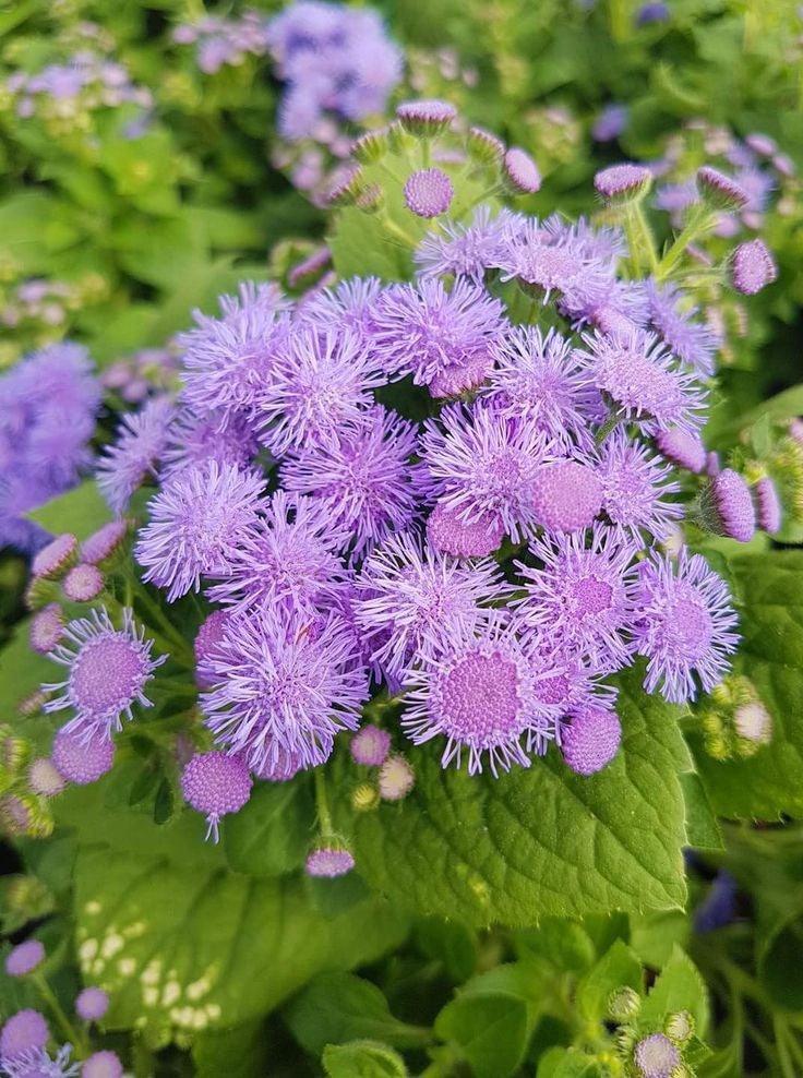 Bahçevilya Vapur Dumanı (30 adet tohum) - Bahçevilya