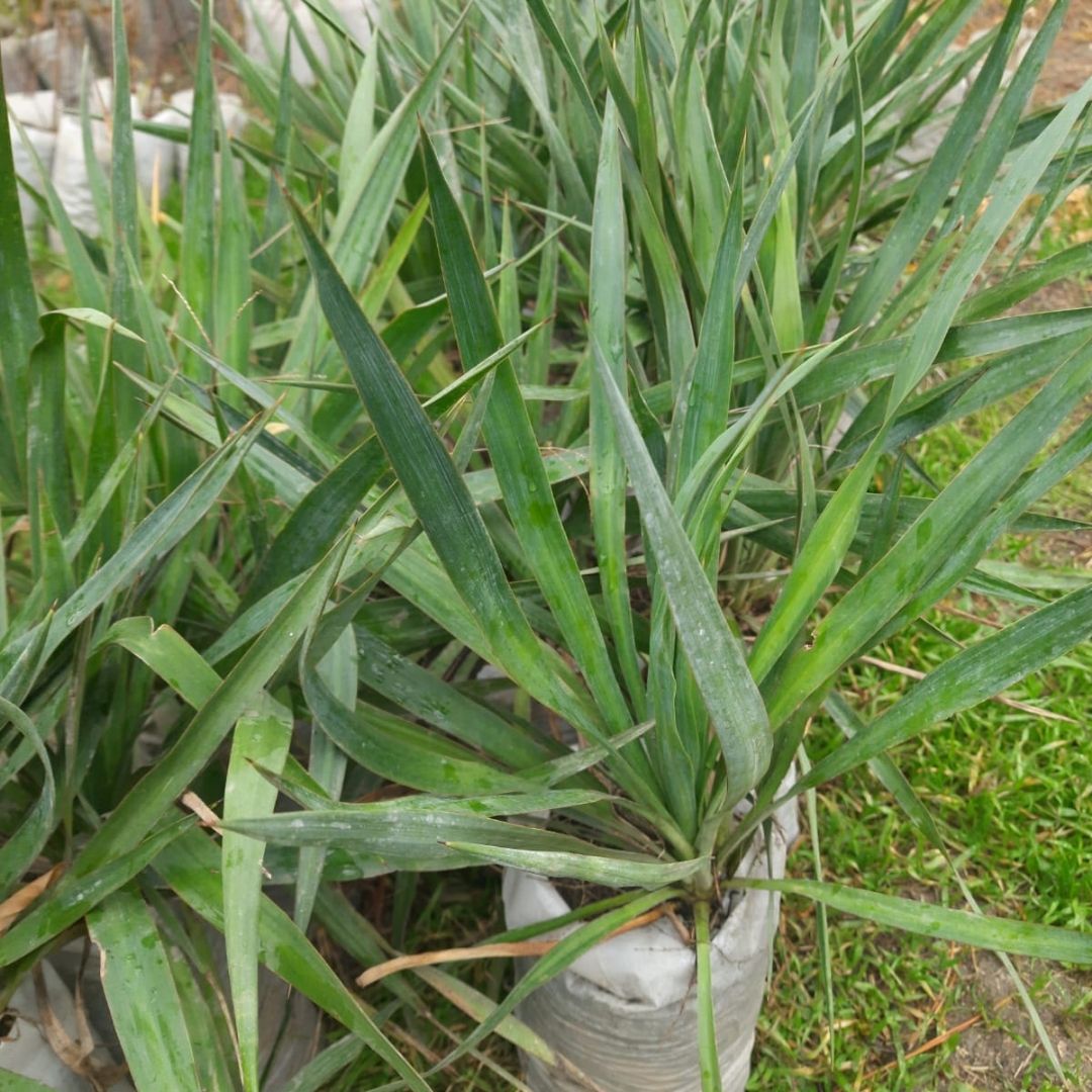 Bahçevilya Avize Çiçeği Yucca Filamentosa 2 yaşında tüplü - Bahçevilya