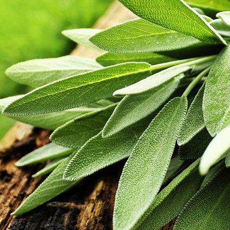 Bahçevilya Adaçayı ( salvia officinalis) 50 Adet Tohum - Bahçevilya 
