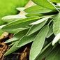 Bahçevilya Adaçayı ( salvia officinalis) 50 Adet Tohum - Bahçevilya 