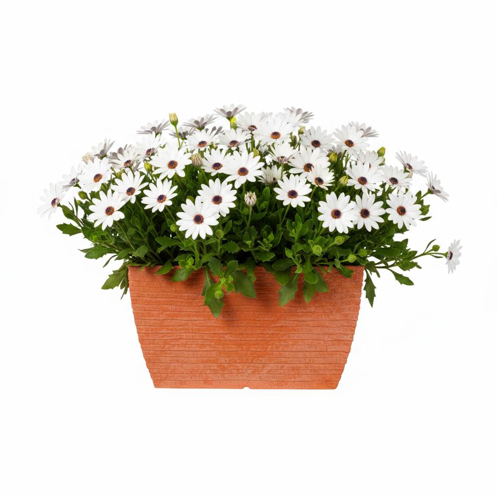 KALİNA 180 Saksı 48 Litre Bostann