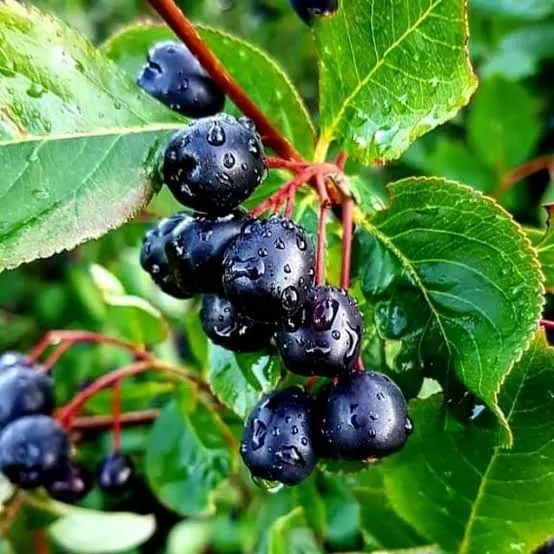 2 Yaşında Saksılı Aronya Fidanı - Bahçevilya