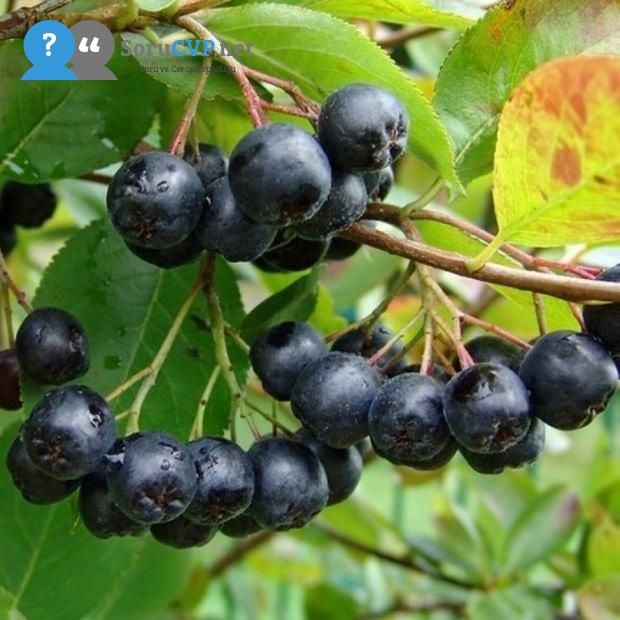 2 Yaşında Saksılı Aronya Fidanı - Bahçevilya