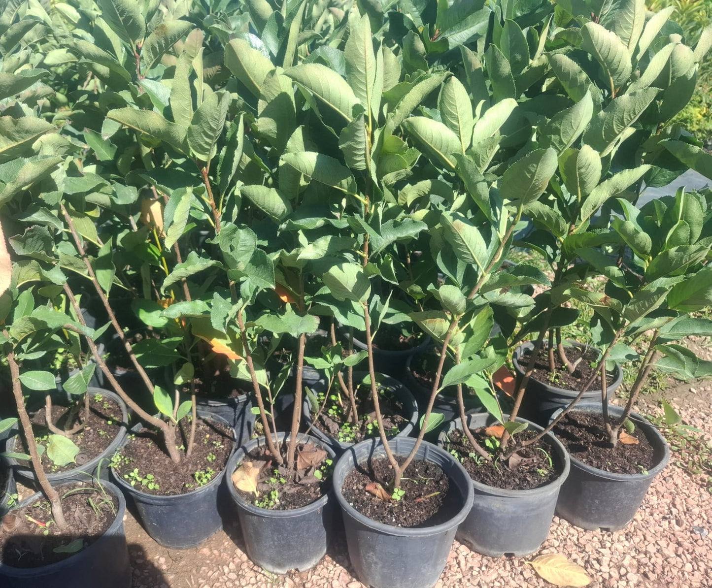 2 Yaşında Saksılı Aronya Fidanı - Bahçevilya