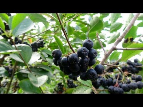 2 Yaşında Saksılı Aronya Fidanı - Bahçevilya