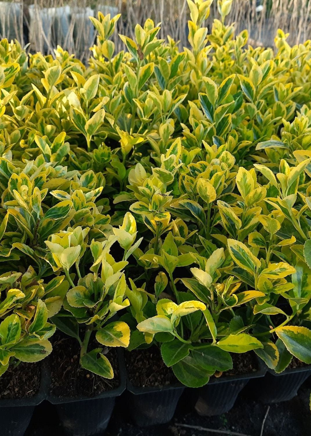 Bahçevilya  Altuni Gold Taflan (Euonymus japonicus 'Aureo) Fidanı 10 Adet 1-2 yaş arası tüplü - Bahçevilya 
