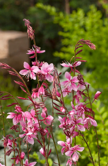 2 Yaşında Tüplü Pembe Çiçekli Gaura Fidanı (Gaura lindheimeri) - Zarif ve Uzun Ömürlü Bahçe Çiçeği
