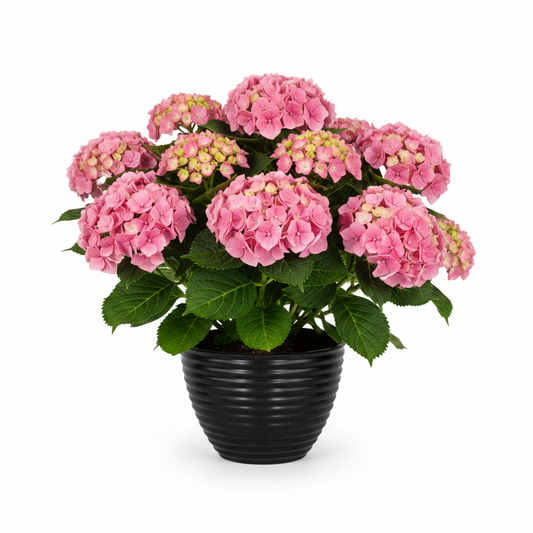 LİLYUM 320 Saksı 13 Litre Bostann