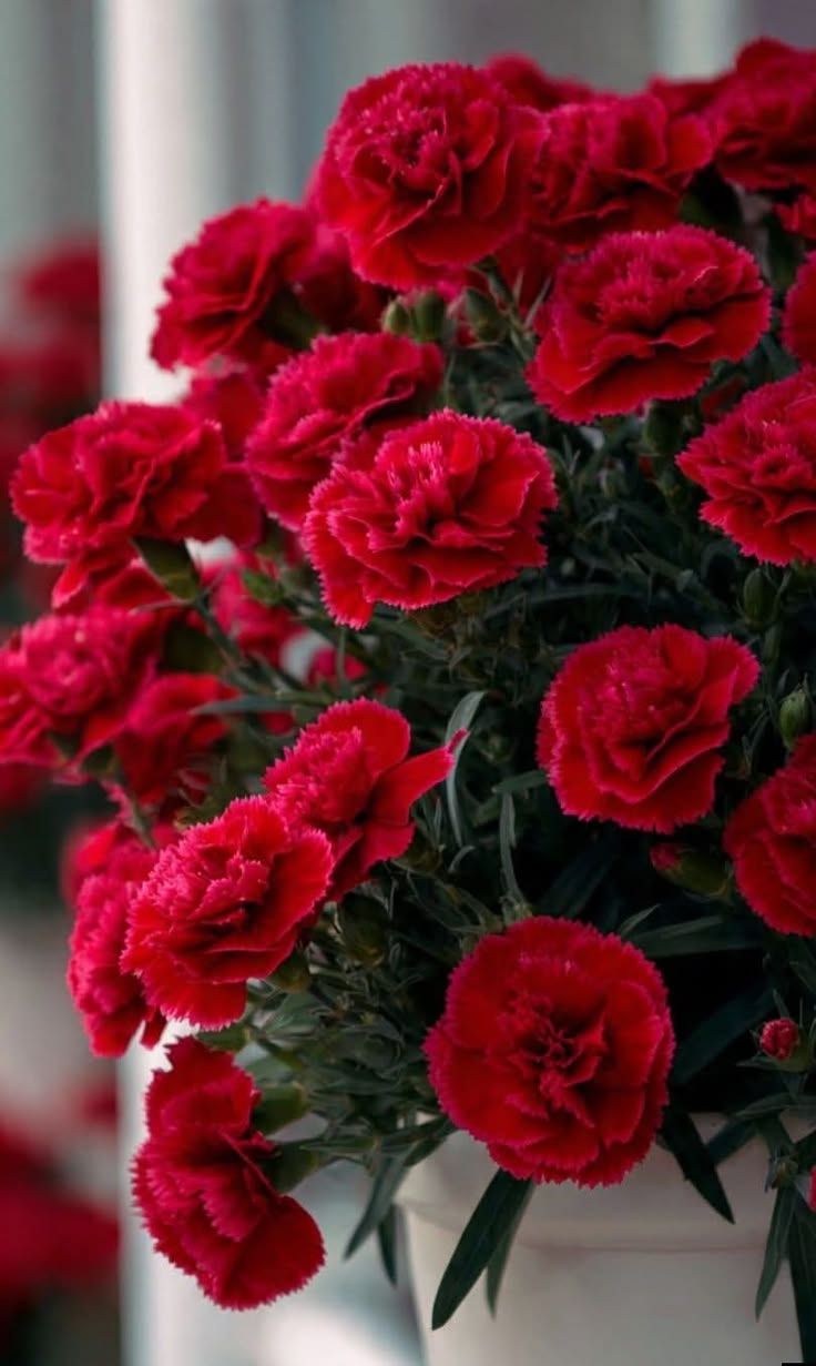 Kırmızı Karanfil Fidanı [Dianthus caryophyllus] 1-2 Yaş arası