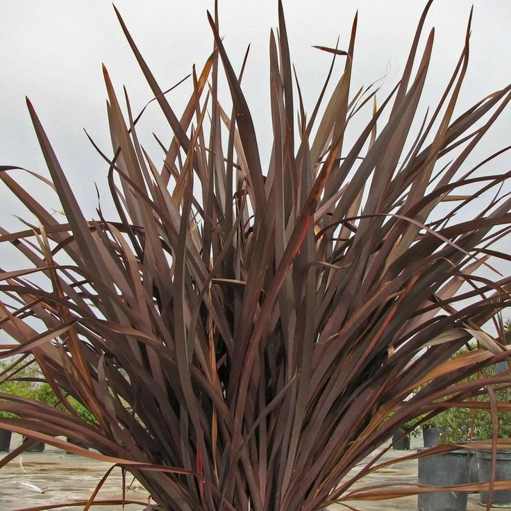 Bahçevilya Kırmızı Formium [phormium tenax] yeni zelanda keteni 20-30 cm